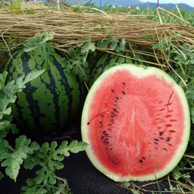 八色原スイカが完売いたしました