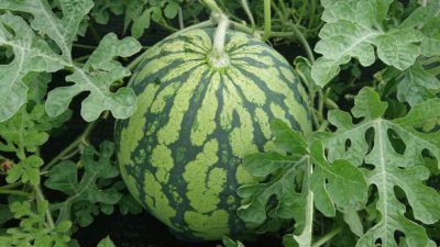 八色原スイカの予約受付を開始しました